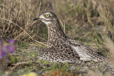 Kaptriel (Burhinus capensis), South Africa