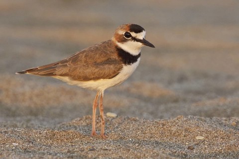 Collared Plover (Charadrius collaris), Ecuador