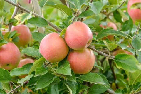 Apple (Malus domestica 'Pikosa'),  Germany