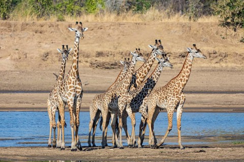 Thornicroft's Giraffe (Giraffa camelopardalis thornicrofti) crossing Luangwa River Zambia August