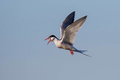Common Tern (Sterna hirundo) calling in flight, Greece
