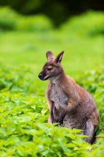 Red-necked wallaby or Bennett's wallaby (Macropus rufogriseus) sits amidst of a field of stinging