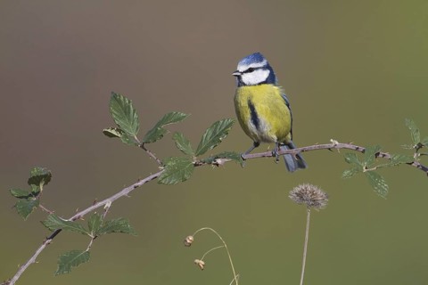 Eurasian Blue Tit (Cyanistes caeruleus), Portugal