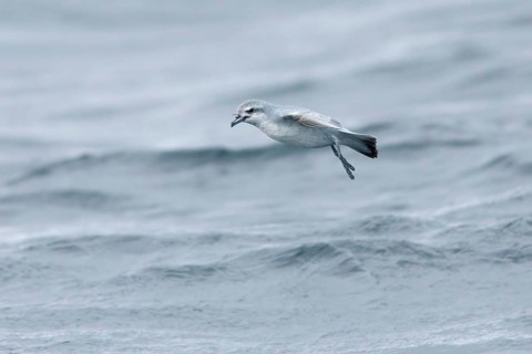 Fairy Prion (Pachyptila turtur) flying, Victoria, Australia