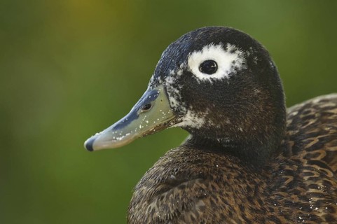 Laysan Duck (Anas laysanensis), Hawaii