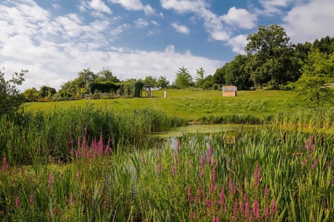 Pond, wetland, pond, body of water, small lake, grasses, meadow, lawn, Ulm University Botanical