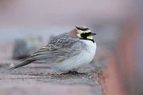 Atlas Horned Lark - Atlas-Ohrenlerche - Eremophila alpestris atlas, Morocco