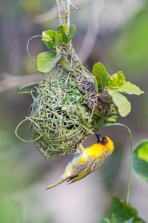 Ruppell's Weaver, Rueppell's Weaver, (Ploceus galbula), weaver bird building a nest, weaver birds,