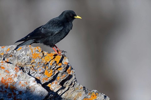 Alpine chough, (Pyrrhocorax graculus), animals, birds, ravens, jackdaw, family of corvids, stands
