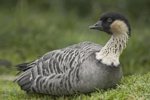 Nene (Branta sandvicensis), Hawaii, USA