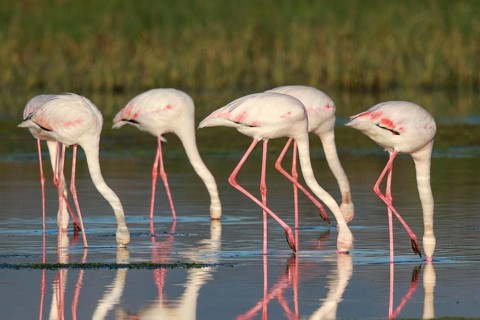 Greater Flamingo (Phoenicopterus roseus) group foraging in shallow water, Greece