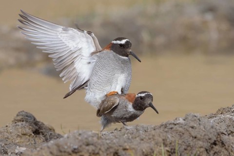 Diademed Plover (Phegornis mitchellii) pair mating, Santiago Metropolitan, Chile