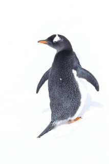 Gentoo Penguin (Pygoscelis papua) laying on snow on South Georgia Island