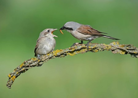 Red-backed Shrike (Lanius collurio) male feeding young, Aosta Valley, Italy