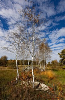 Lean meadow, altocumulus, cloudy sky with fleecy clouds and birch trees in the Blockheide nature
