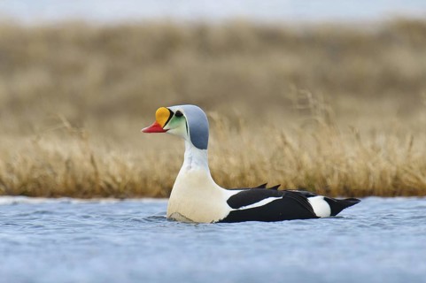 King Eider (Somateria spectabilis) male, Alaska, USA