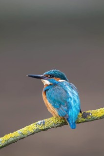 Common kingfisher (Alcedo atthis) adult male bird on a tree branch, England, United Kingdom
