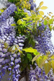 Chinese wisteria (Wisteria sinensis), Chinese blue rain, Chinese wisteria, wisteria wisteria,