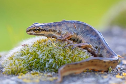Pond newt, (Lissotriton vulgaris), Triturus vulgaris, animals, amphibians, amphibian family,