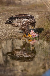 One white-tailed eagle (Haliaeetus albicilla) sitting lakeshore in early light, feeding on a common