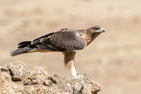 Bonelli's Eagle (Aquila fasciata) juvenile on ground, Andalusia, Spain