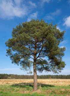 Scots pine, common pine (Pinus sylvestris) solitary, blue sky, Lower Saxony, Germany