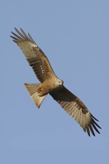 Black Kite (Milvus migrans), Rhineland-Palatinate, Germany