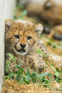 Cheetah (Acinonyx jubatus) youngster lying on a meadow, captive, occurrence Africa