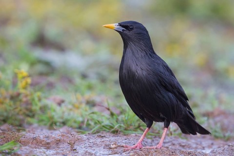 Spotless Starling - Einfarbstar - Sturnus unicolor, Morocco, adult