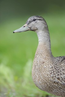 Mallard (Anas platyrhynchos) female, Thuringia, Germany