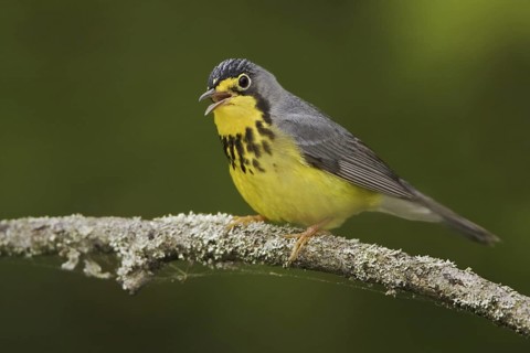 Canada Warbler (Cardellina canadensis) singing, Ontario, Canada