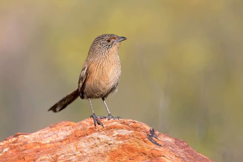 Dusky Grasswren (Amytornis purnelli) female, Northern Territory, Australia