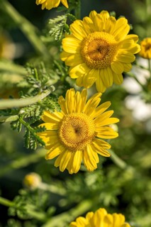 Dyer's chamomile (Anthemis tinctoria),  Switzerland