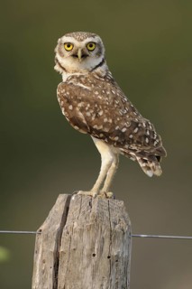 Burrowing Owl (Athene cunicularia), Pantanal, Brazil