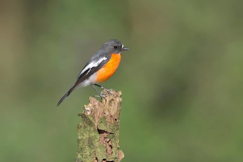 Flame Robin (Petroica phoenicea) male, Victoria, Australia