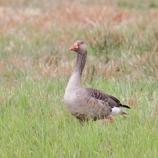 Grey goose (Anser anser) on a moor, Dümmer, Lake Dümmer, Ochsenmoor, Hüde, Lower Saxony, Germany