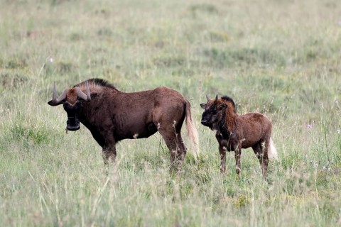 White-tailed wildebeest (Connochaetes gnou), adult, female, mother, young, alert, Mountain Zebra