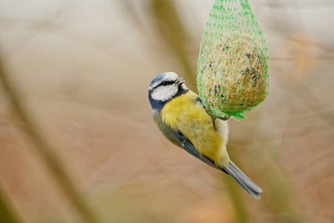 Blue tit (Cyanistes caeruleus) feeding on hanging suet ball in garden, natural background, autumn
