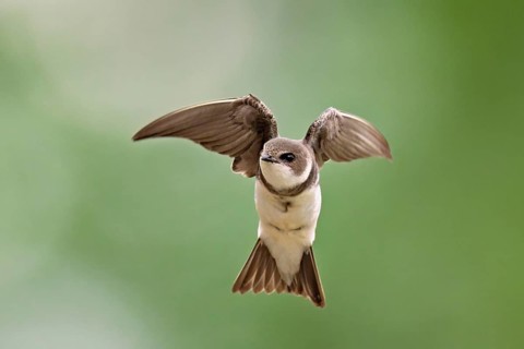 Sand martin (Riparia riparia), in flight, Reussegg nature reserve, Canton Aargau, Switzerland