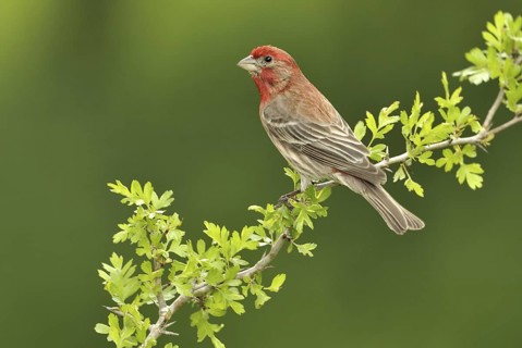 House Finch (Haemorhous mexicanus)