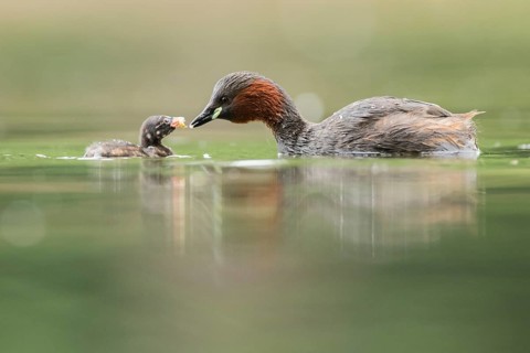 Little Grebe (Tachybaptus ruficollis) with chick, Hesse, Germany