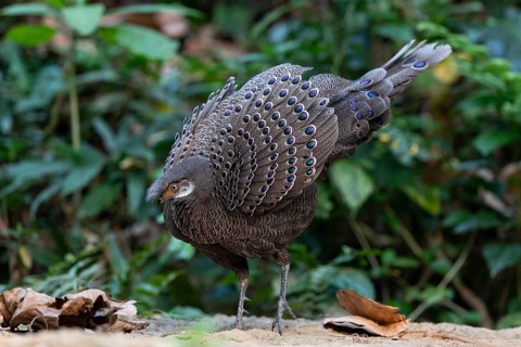 Grey Peacock-Pheasant (Polyplectron bicalcaratum) male foraging, Yunnan, China
