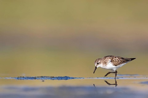 Animals, Birds, Little Sandpiper, (Calidris minuta), Biotope, Habitat, Foraging, Migratory bird,