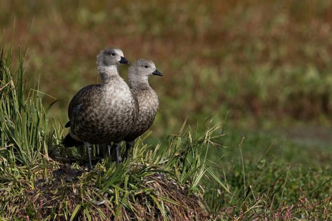 Blue-winged Goose (Cyanochen cyanoptera) pair, Bale Mountains National Park, Ethiopia