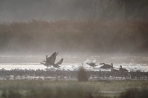 Canada Goose, Branta Canadensis, birds in flight over marshes, Devon, England, United Kingdom