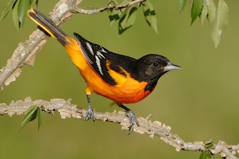 Baltimore Oriole (Icterus galbula) male, Texas, USA