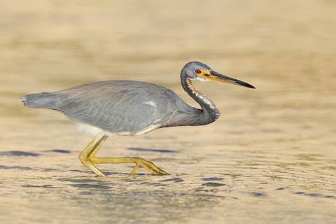 Tricolored Heron (Egretta tricolor), Florida, USA
