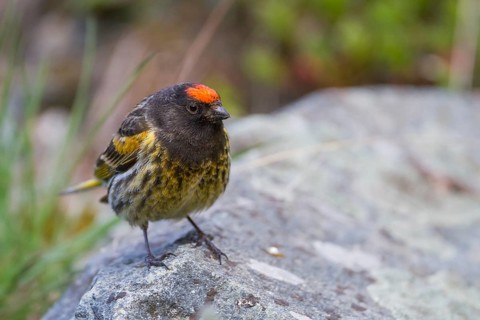 Red-fronted Serin - Rotstirngirlitz - Serinus pusillus: Kazakhstan