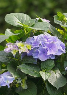Hydrangea (Hydrangea macrophylla), flowering shrub with blue-violet and greenish inflorescences in