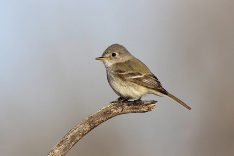 Gray Flycatcher Empidonax wrightii Tucson, Pima County, Arizona, United States 1 February Adult